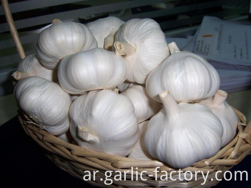 Snow white garlic from jin xiang